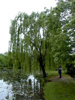 willow tree picture