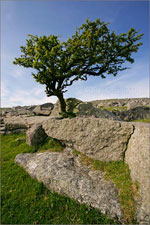 hawthorn tree picture