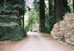 redwood tree picture