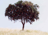 tree picture