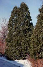 tree picture