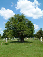 tree picture