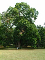 chestnut tree picture
