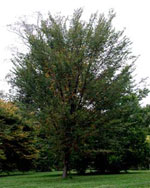 elm tree picture