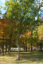 sycamore tree picture