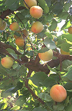 tree picture