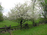 tree picture