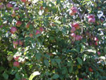 apple tree picture
