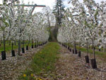apple tree picture