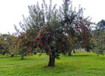 apple tree picture