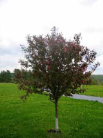 apple tree picture