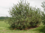 tree picture