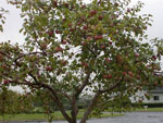 apple tree picture
