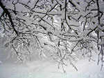 tree picture