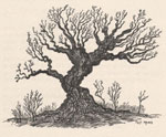 tree picture
