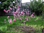 tree picture
