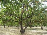 tree picture
