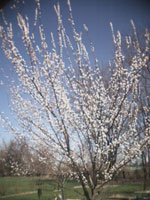 tree picture