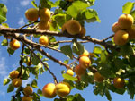 tree picture