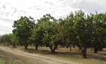 tree picture