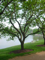 tree picture