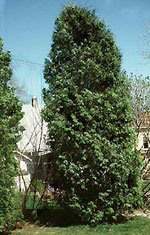 tree picture