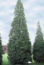 tree picture