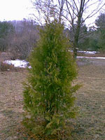 tree picture