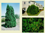 tree picture