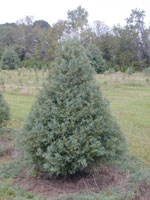 chestnut tree picture