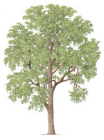 ash tree picture