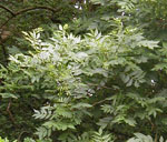 ash tree picture