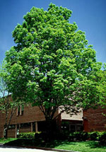 Green Ash Tree, Picture of an Ash Tree