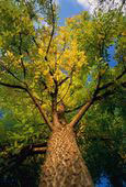 Ash Tree Picture
