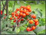 mountain ash tree picture