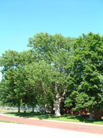 ash tree picture
