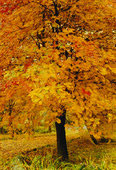 tree picture