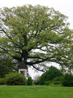 Ash, Large Ash Tree in Spring