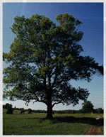 Ash Tree Photo