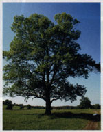 tree picture