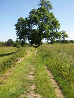 ash tree picture