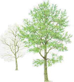 tree picture