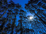 tree picture