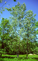 tree picture