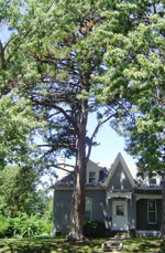 pine tree picture