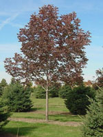 Purple Ash Tree in Fall