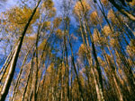 tree picture