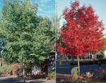 Ash Trees in Spring and Fall