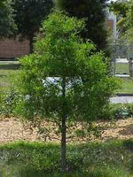 tree picture