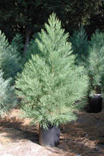 sequoia tree picture
